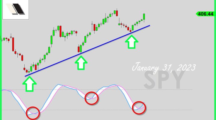 Bulls Going After Boss Bears